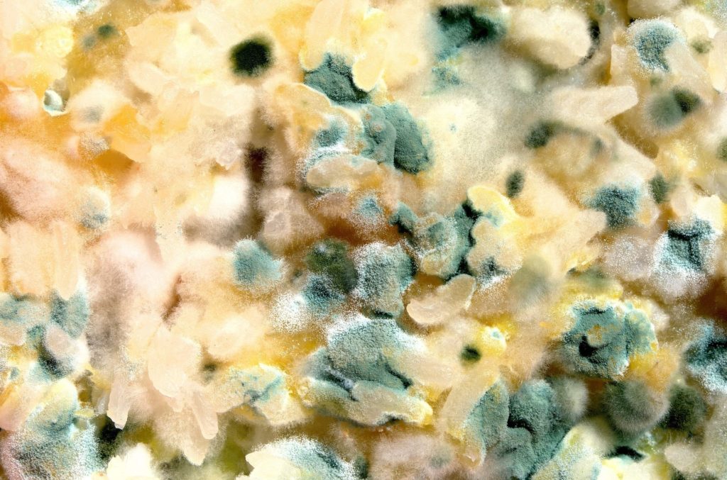 mold in petri dish in lab