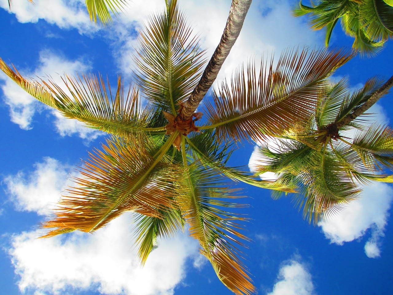palm tree in front of bright blue sky