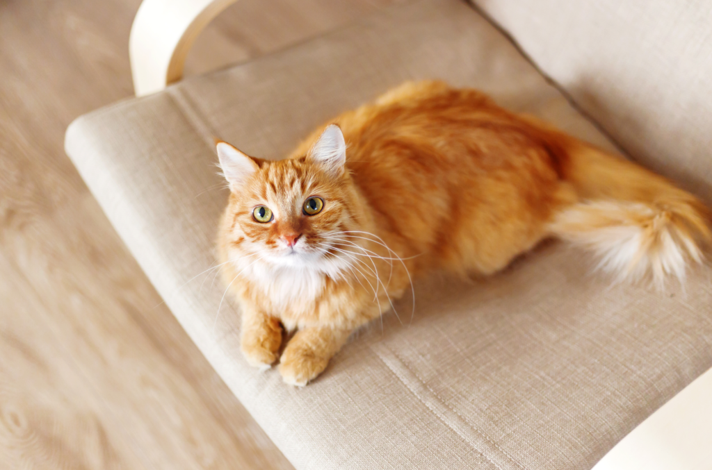 orange tabby cat on beige chair