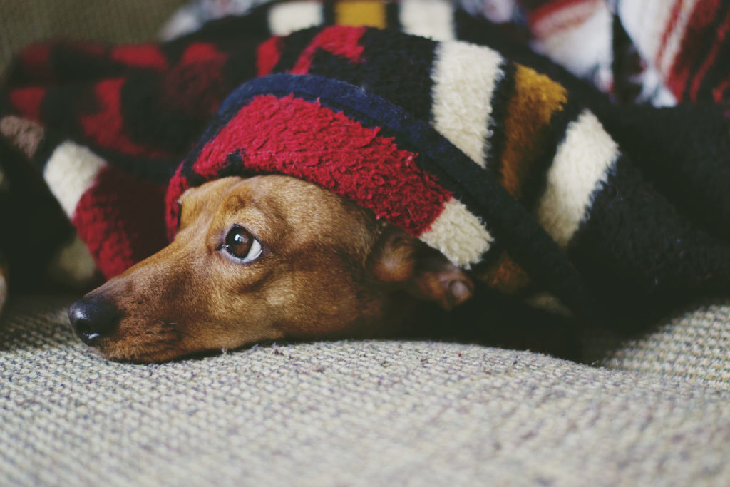 cute puppy under a blanket