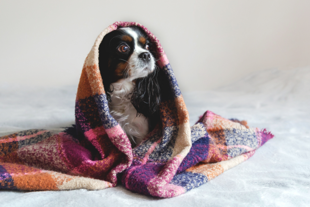 cute dog under red and maroon patchwork blanket