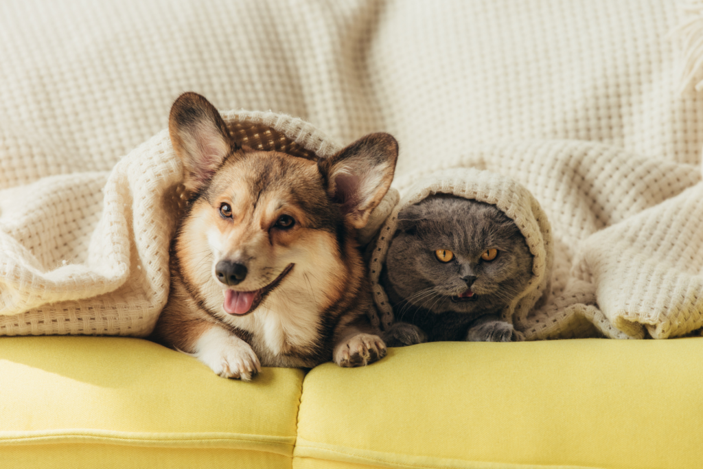 a corgi and persian cat sitting on a couch
